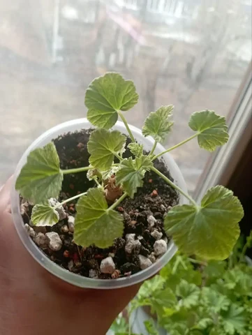 Пеларгония ароматная Джиневра - Хобби и отдых в Красноярск