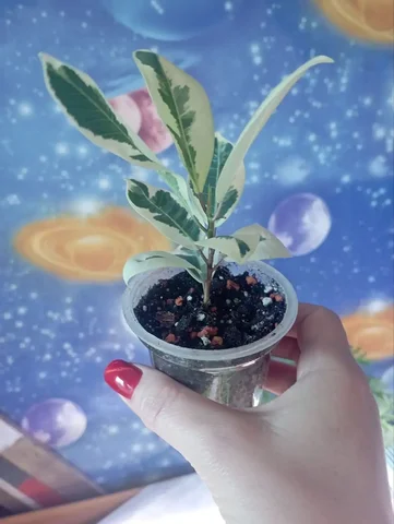 Фикус Альбомаргината - Хобби и отдых в Красноярск