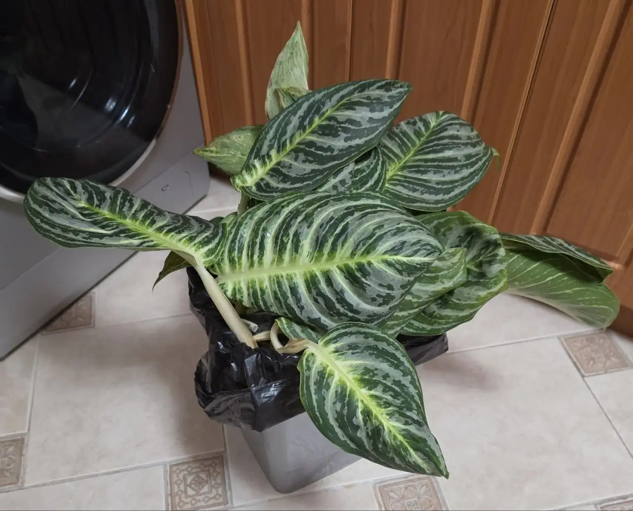 Мусорка цветовода - Комнатные растения (Хобби и отдых) в Красноярск