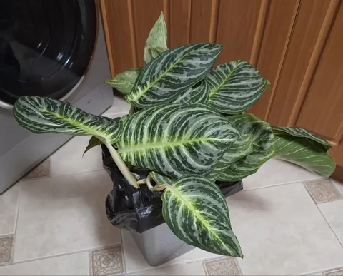 Мусорка цветовода - Хобби и отдых в Красноярск