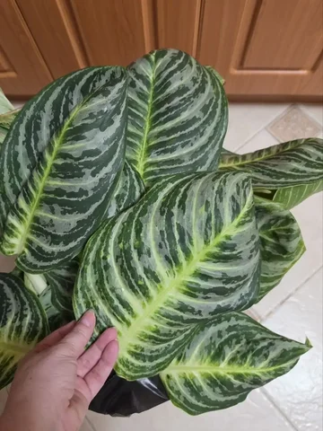 Комнатные растения в Красноярске - Хобби и отдых в Красноярск