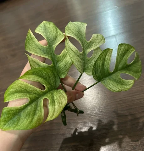 Продажа черенков Рафидофоры Фулл Минт - Хобби и отдых в Красноярск