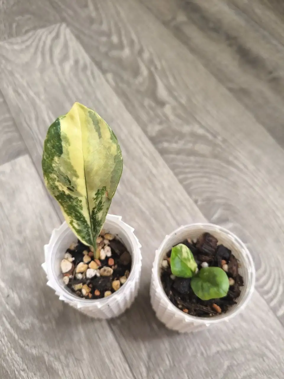 Укоренившийся сегмент Лонг Лива комнатного растения - Комнатные растения (Хобби и отдых) в Красноярск