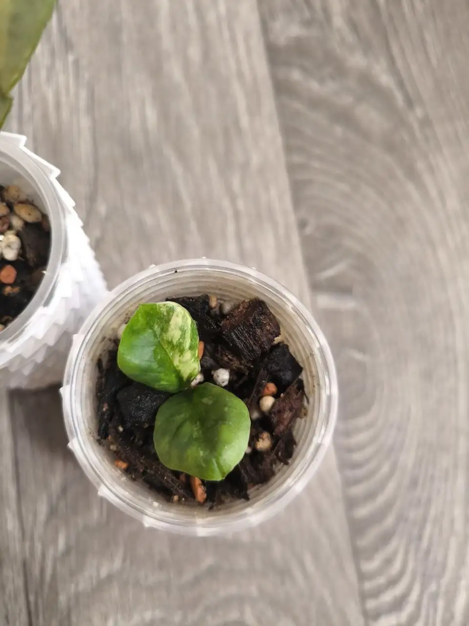 Укоренившийся сегмент Лонг Лива комнатного растения - Комнатные растения (Хобби и отдых) в Красноярск