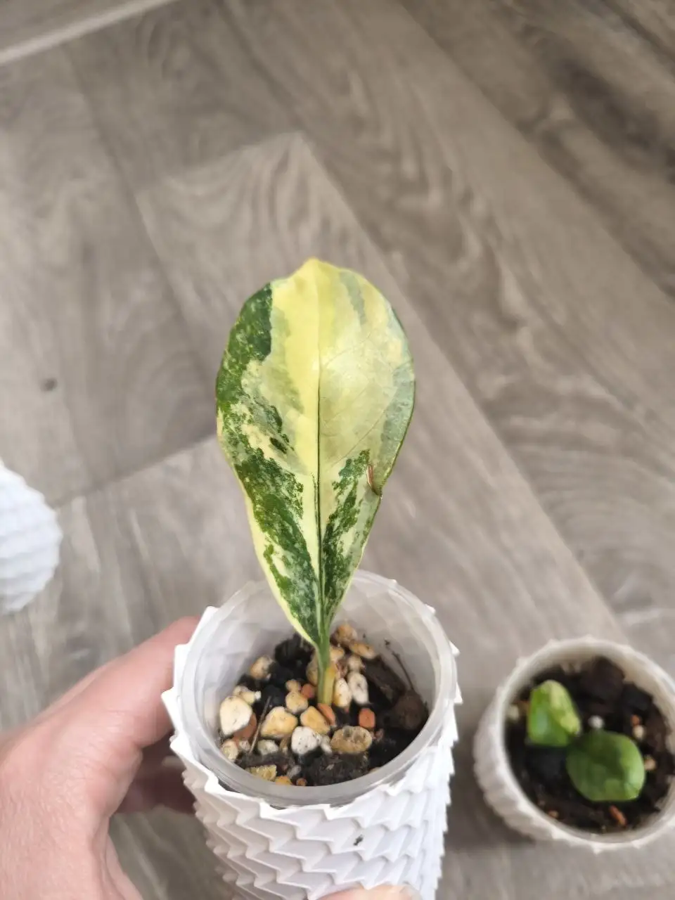 Укоренившийся сегмент Лонг Лива комнатного растения - Комнатные растения (Хобби и отдых) в Красноярск