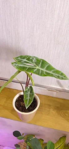 Комнатные растения в Красноярске - Хобби и отдых в Красноярск