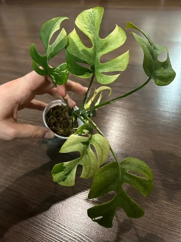 Рафидофора Минт с пятью точками роста - Хобби и отдых в Красноярск