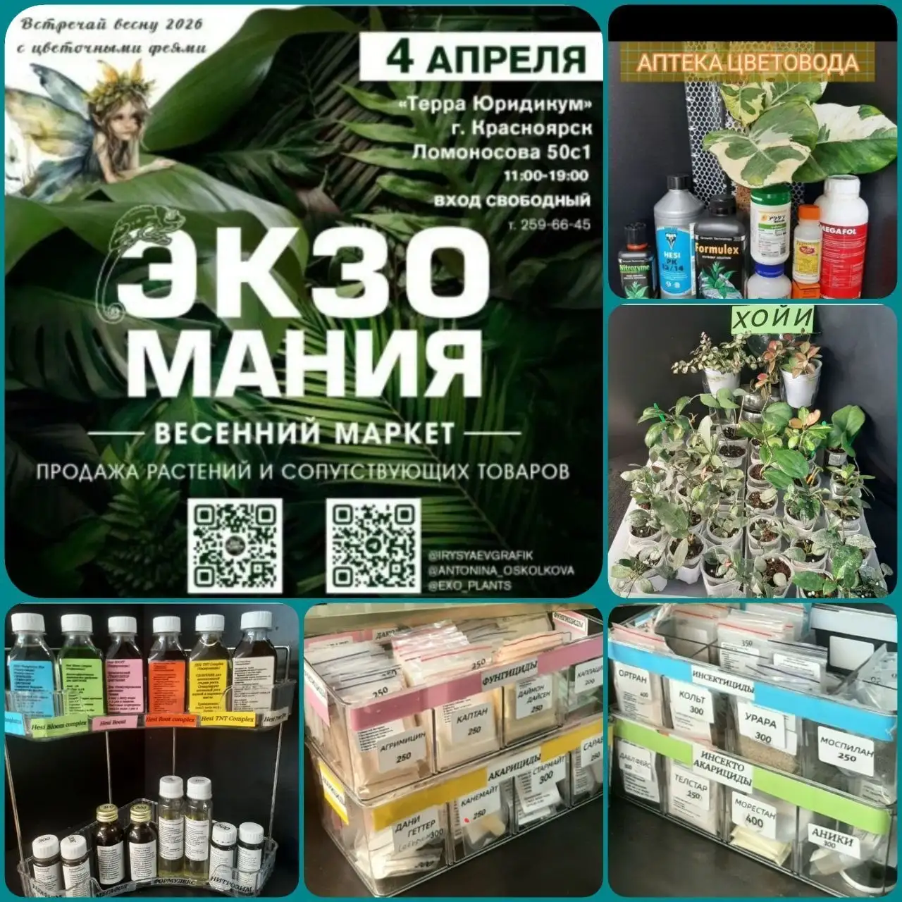 Выставка ЭкзоМания: хойи, мох магелланский, средства защиты растений HESI - Комнатные растения (Хобби и отдых) в Красноярск