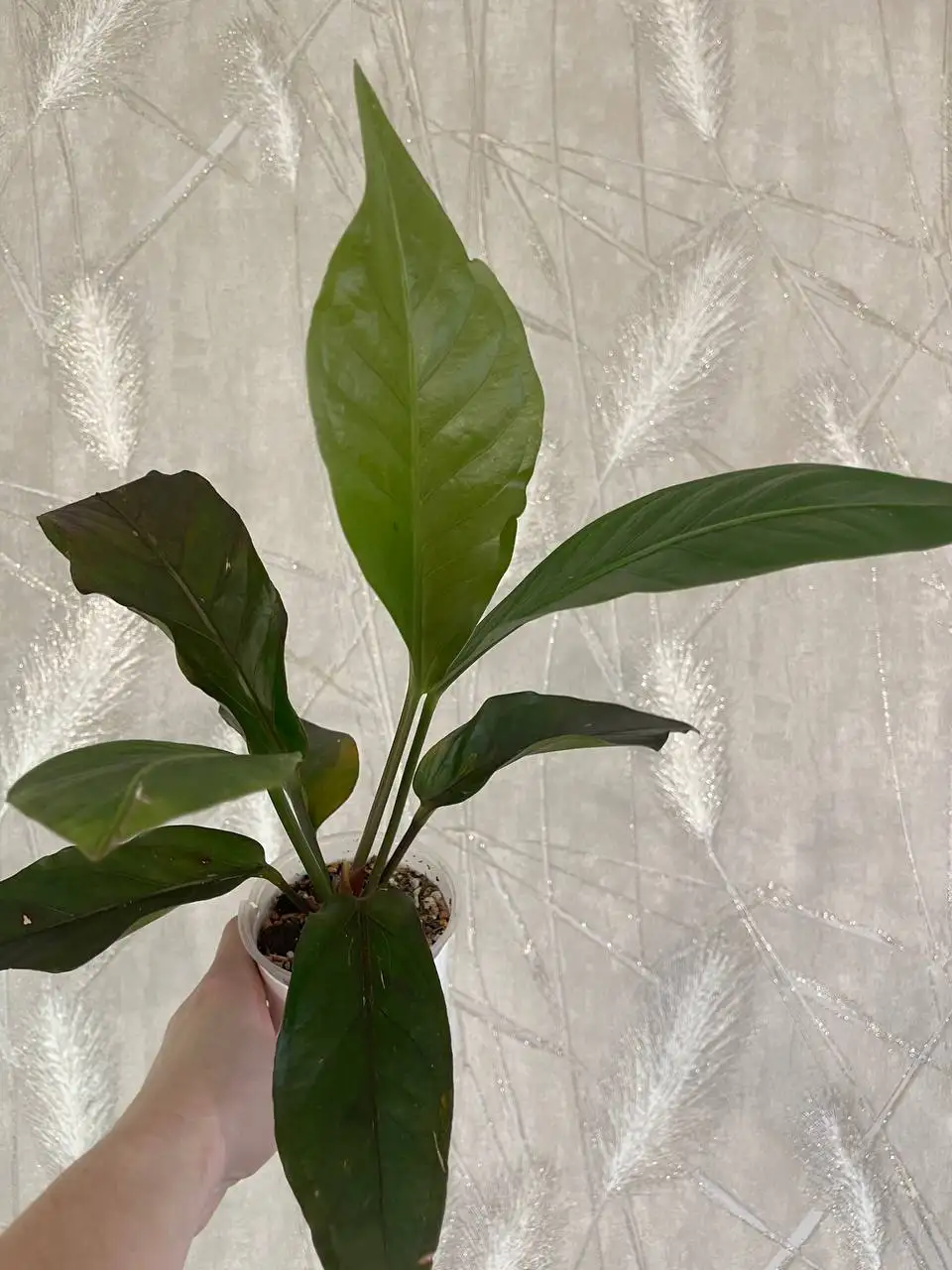 Антуриум Хукери темный почти черный - Комнатные растения (Хобби и отдых) в Красноярск