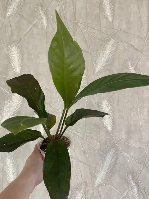 Антуриум Хукери темный почти черный - Хобби и отдых в Красноярск