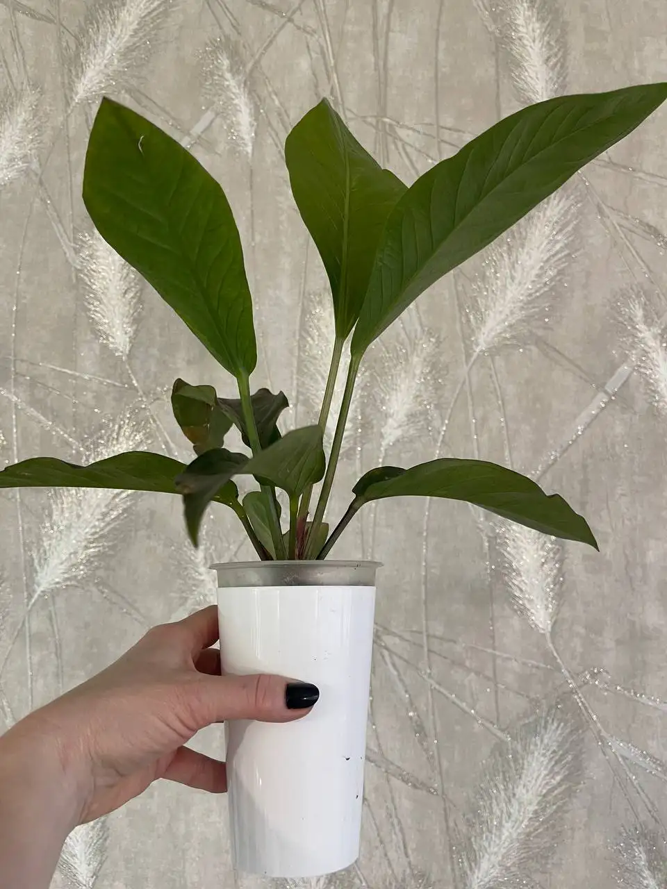 Антуриум Хукери темный почти черный - Комнатные растения (Хобби и отдых) в Красноярск