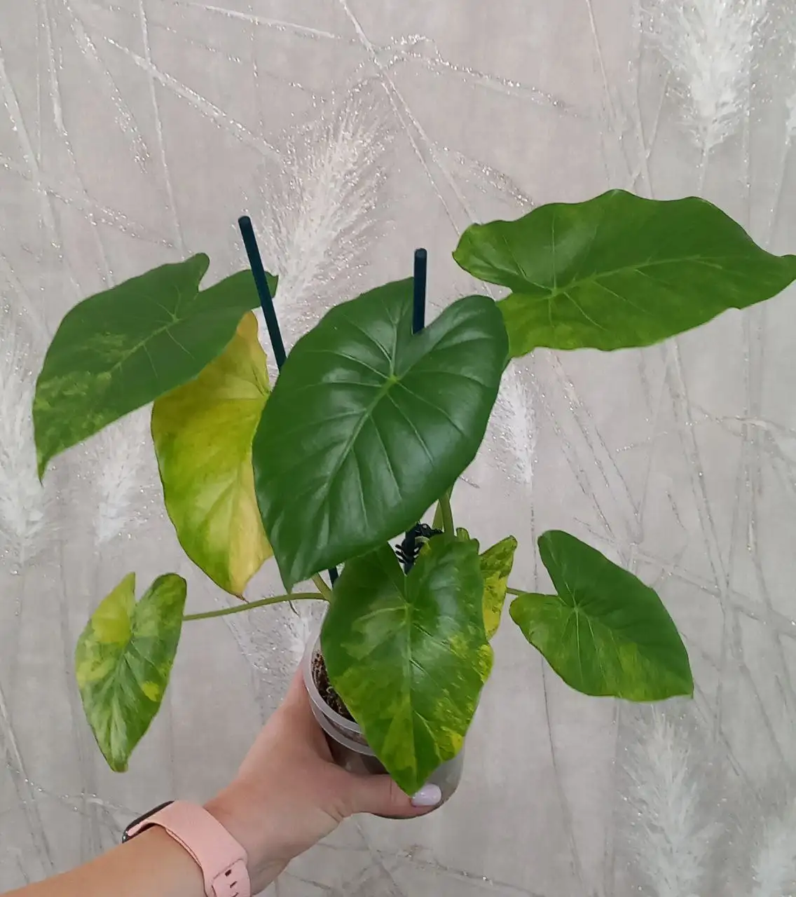 Алоказия Гагеана - Комнатные растения (Хобби и отдых) в Красноярск