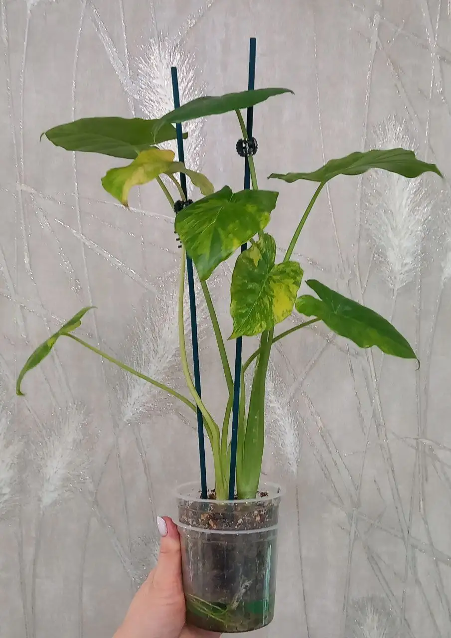 Алоказия Гагеана - Комнатные растения (Хобби и отдых) в Красноярск