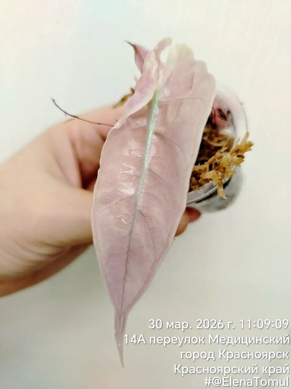 Полли вариегатная - Комнатные растения (Хобби и отдых) в Красноярск