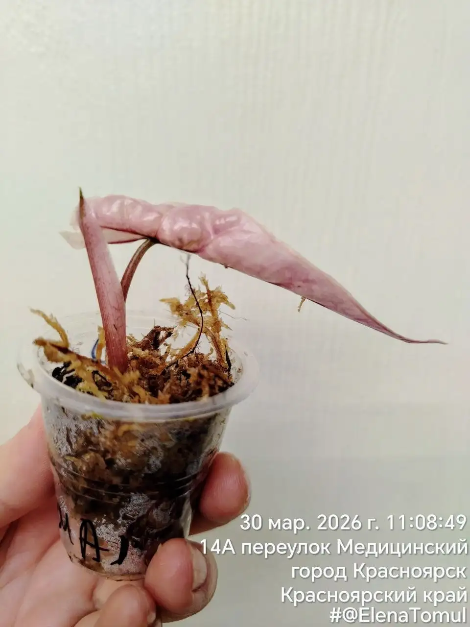 Полли вариегатная - Комнатные растения (Хобби и отдых) в Красноярск