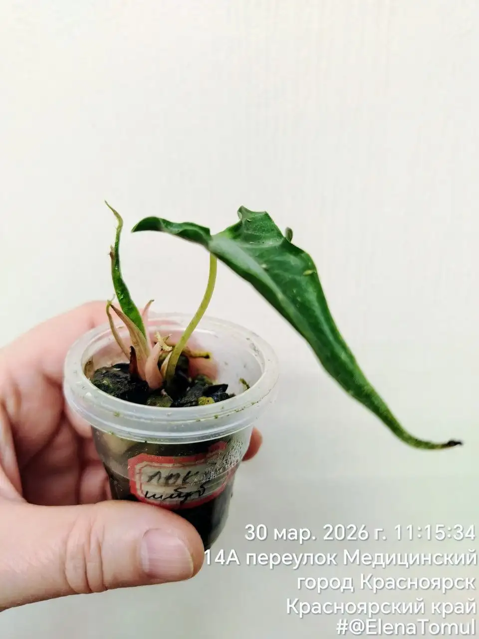 Комнатные растения - Комнатные растения (Хобби и отдых) в Красноярск