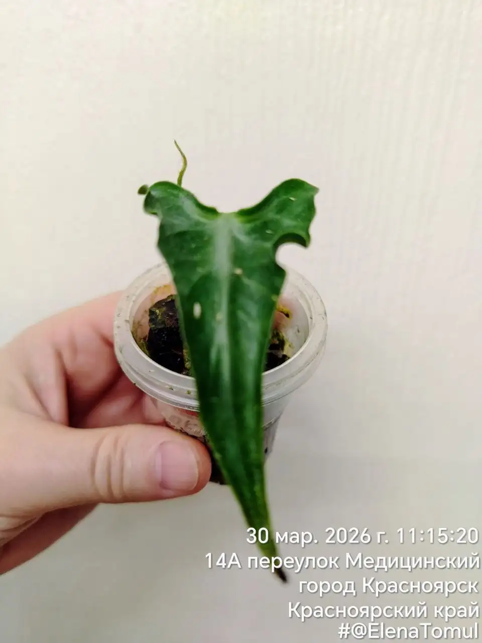 Комнатные растения - Комнатные растения (Хобби и отдых) в Красноярск