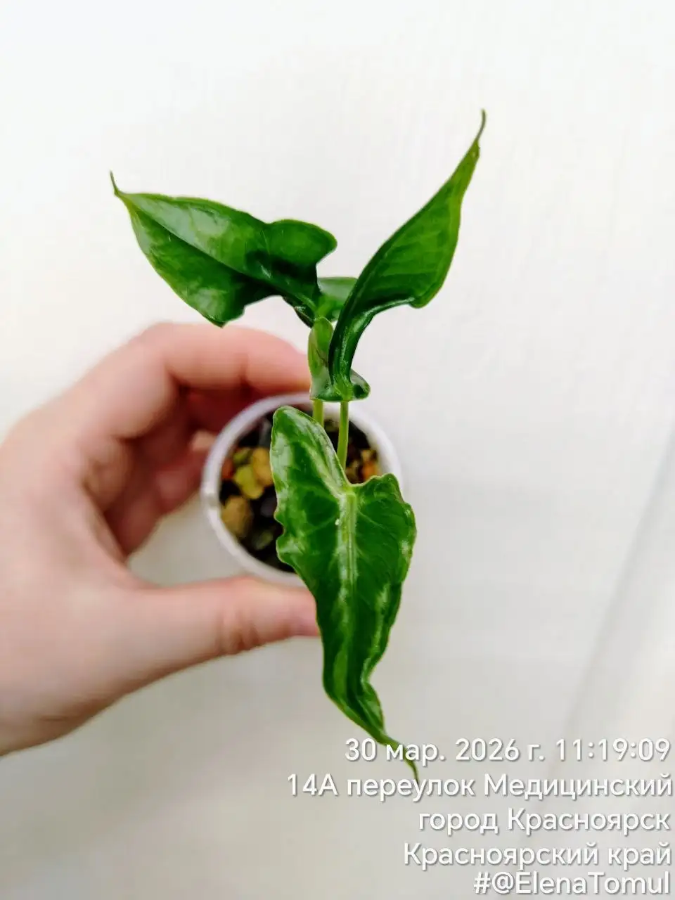 Телетубис комнатные растения - Комнатные растения (Хобби и отдых) в Красноярск