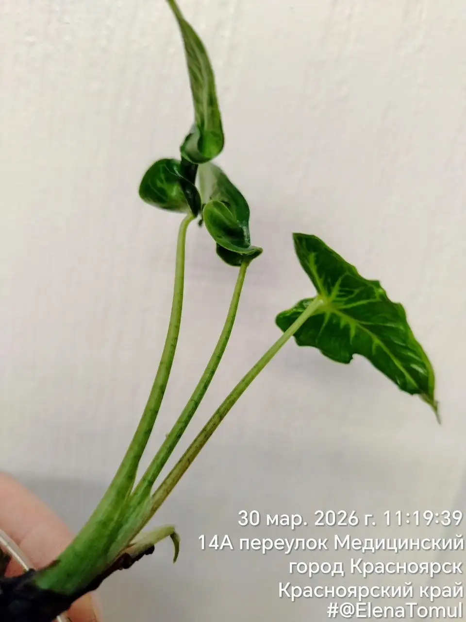 Телетубис комнатные растения - Комнатные растения (Хобби и отдых) в Красноярск