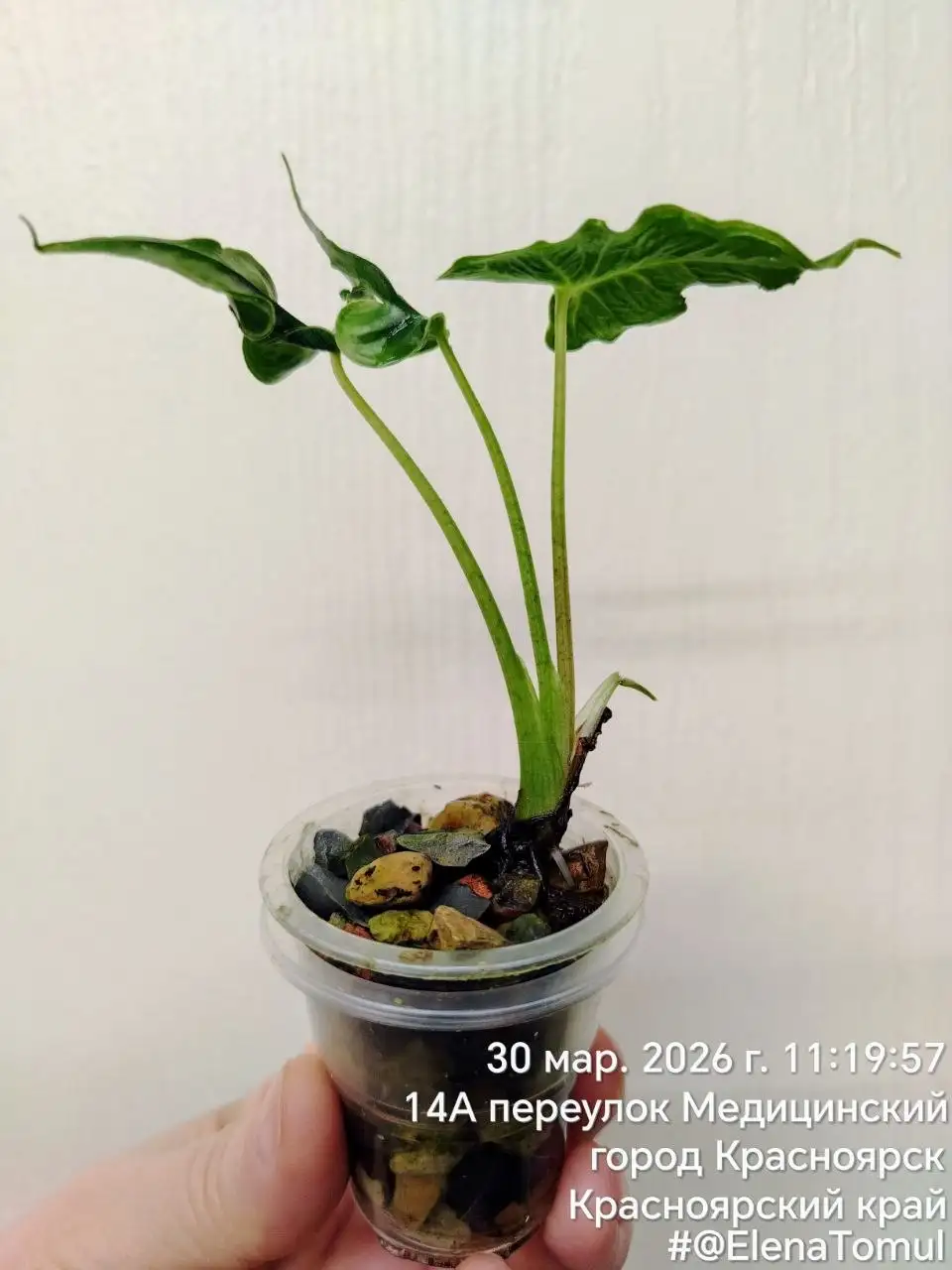 Телетубис комнатные растения - Комнатные растения (Хобби и отдых) в Красноярск