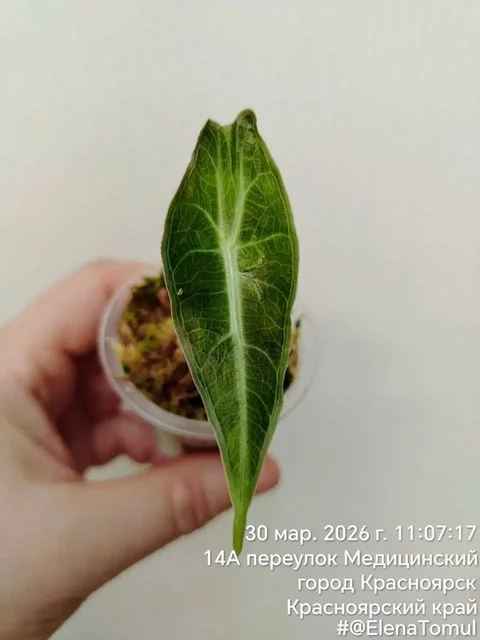 Лонгилоба Пурпл комнатные растения - Хобби и отдых в Красноярск