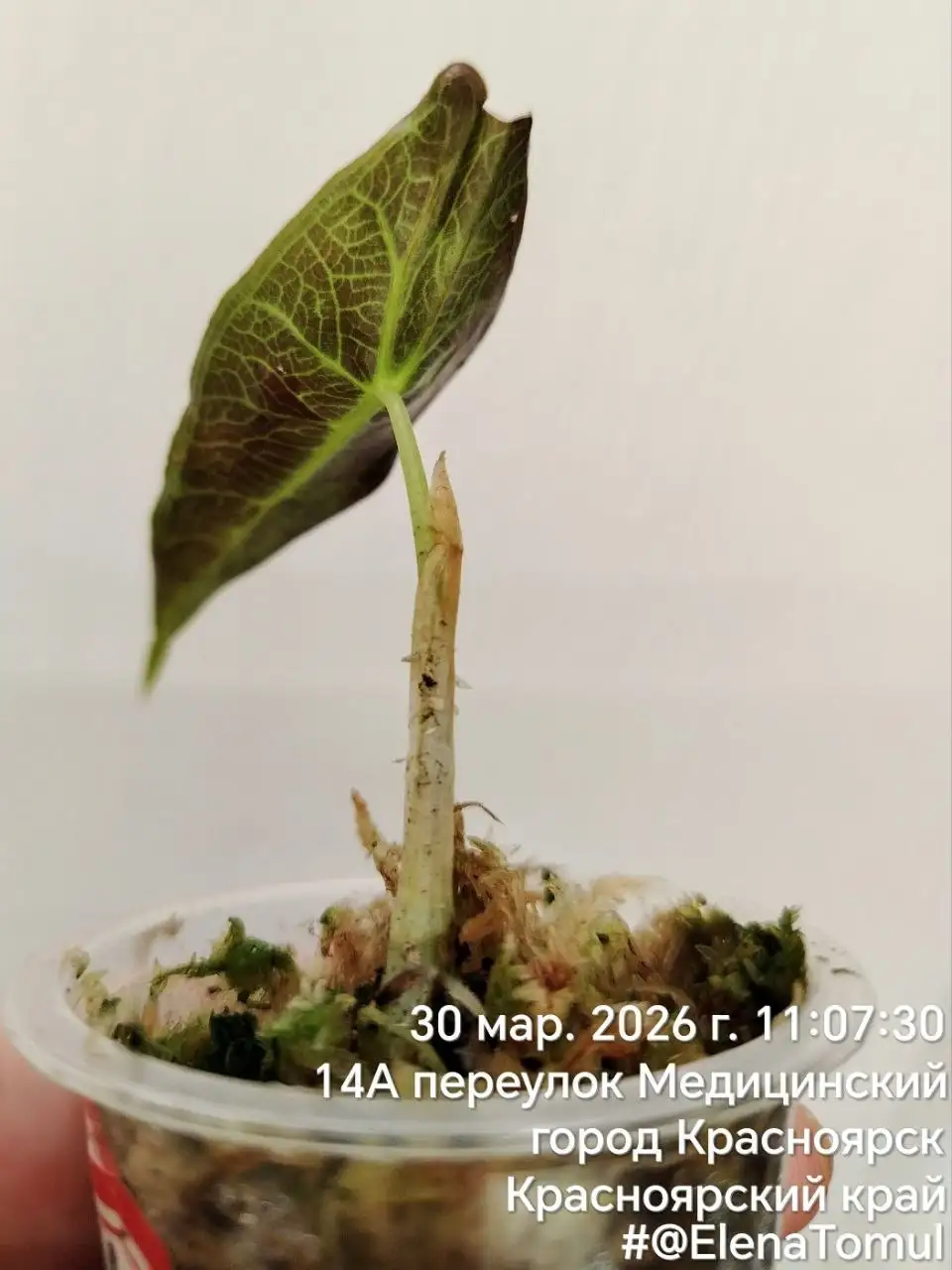 Лонгилоба Пурпл комнатные растения - Комнатные растения (Хобби и отдых) в Красноярск