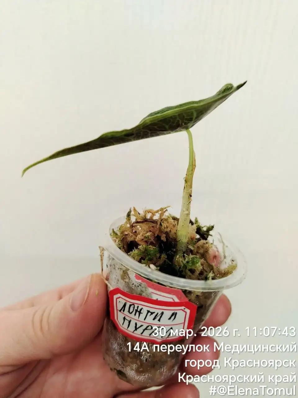 Лонгилоба Пурпл комнатные растения - Комнатные растения (Хобби и отдых) в Красноярск