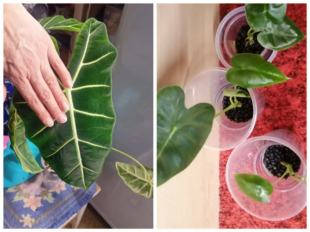 Продажа деток Мишольцы (комнатные растения) - Комнатные растения (Хобби и отдых) в Красноярск