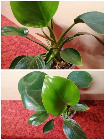 Филодендрон Биркин в минеральном грунте на фитиле - Хобби и отдых в Красноярск