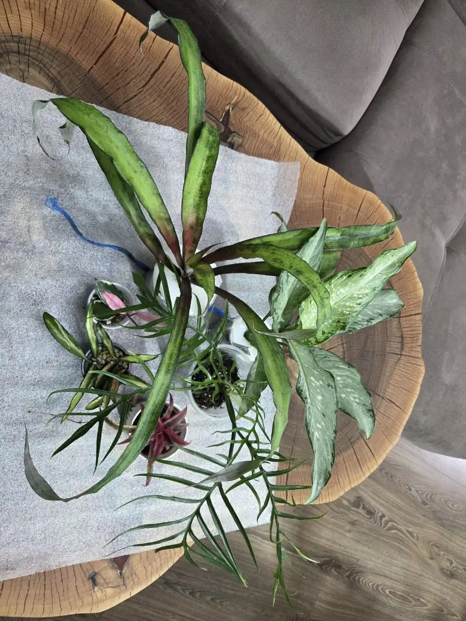 Комнатные растения с выставки в Красноярске - Комнатные растения (Хобби и отдых) в Красноярск