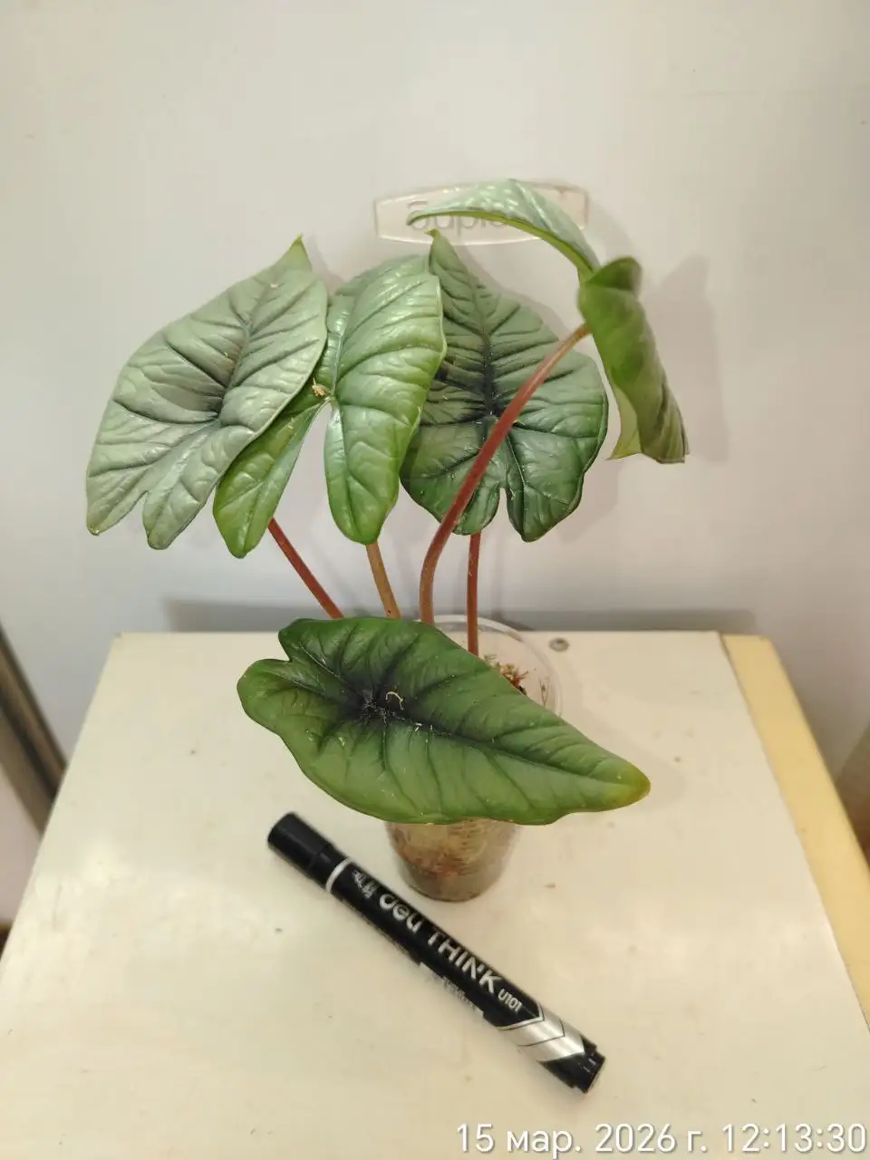 Алоказия Бисма Платинум, молодое растение - Комнатные растения (Хобби и отдых) в Красноярск