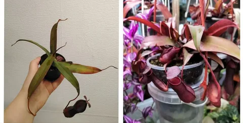 Непентес домашний с укоренением - Хобби и отдых в Красноярск