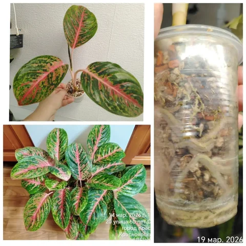 Аглаонема Боксинг комнатное растение - Хобби и отдых в Красноярск