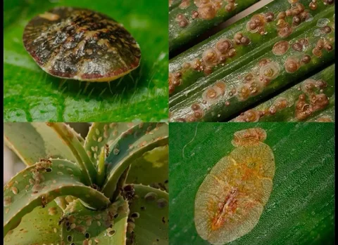 Продажа инсектицидов от щитовки - Хобби и отдых в Красноярск