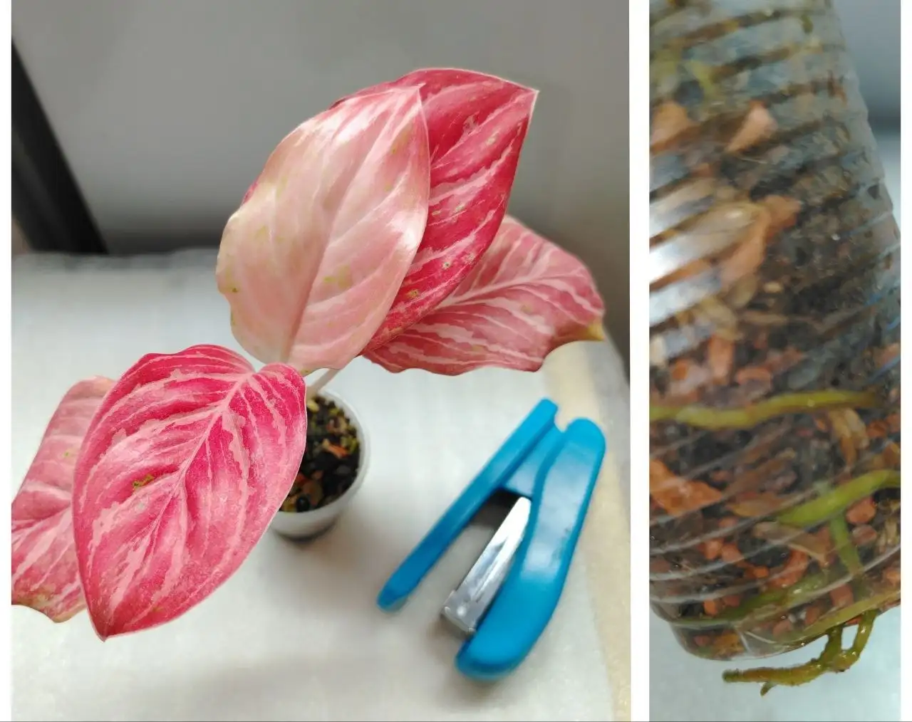 Аглаонема Бидадари в стакане 100 мл - Комнатные растения (Хобби и отдых) в Красноярск