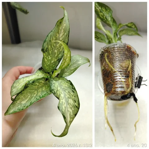 Диффенбахия Удомсаб в Красноярске - Хобби и отдых в Красноярск