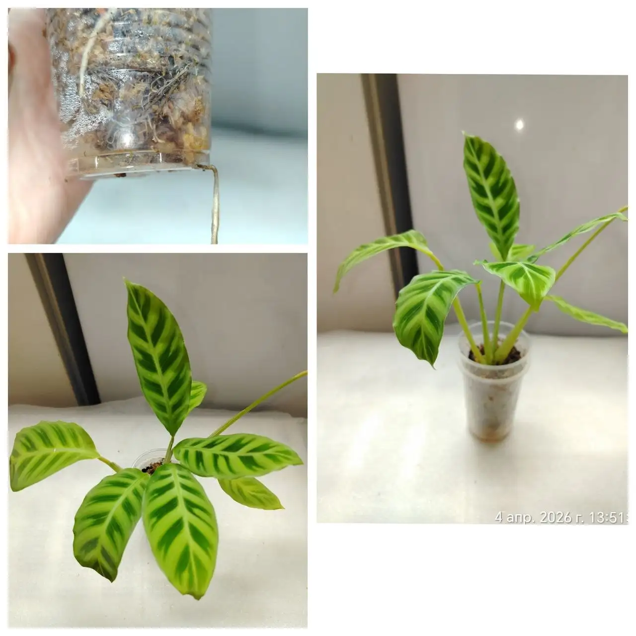 Калатея Зебрина в стакане 200мл - Комнатные растения (Хобби и отдых) в Красноярск