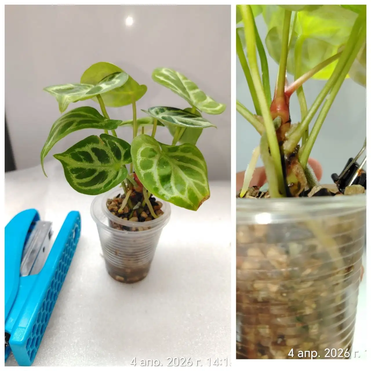 Антуриум Сильвер блаш детка в стакане - Комнатные растения (Хобби и отдых) в Красноярск