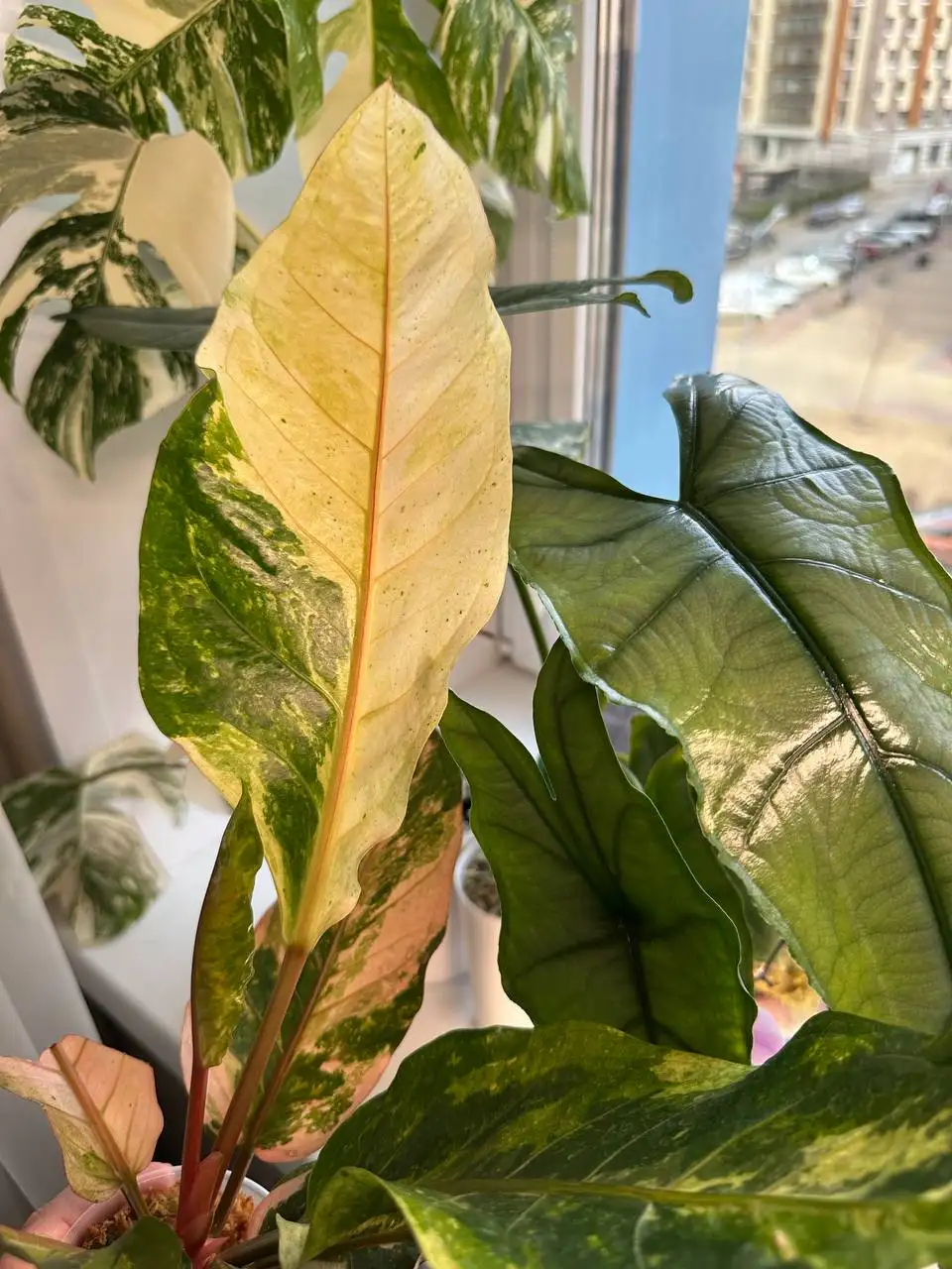 Антуриум комнатное растение - Комнатные растения (Хобби и отдых) в Красноярск