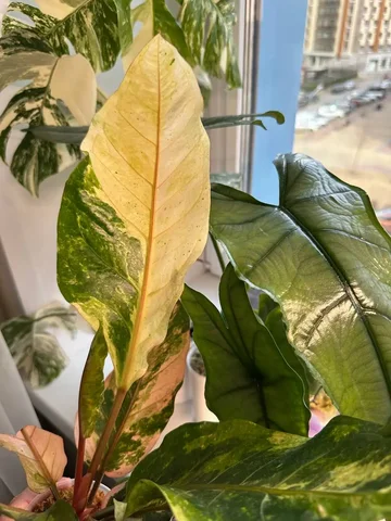 Антуриум комнатное растение - Хобби и отдых в Красноярск