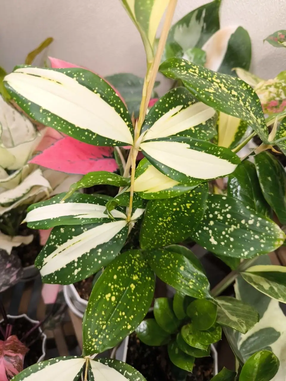 Продажа комнатных растений в Красноярске - Комнатные растения (Хобби и отдых) в Красноярск