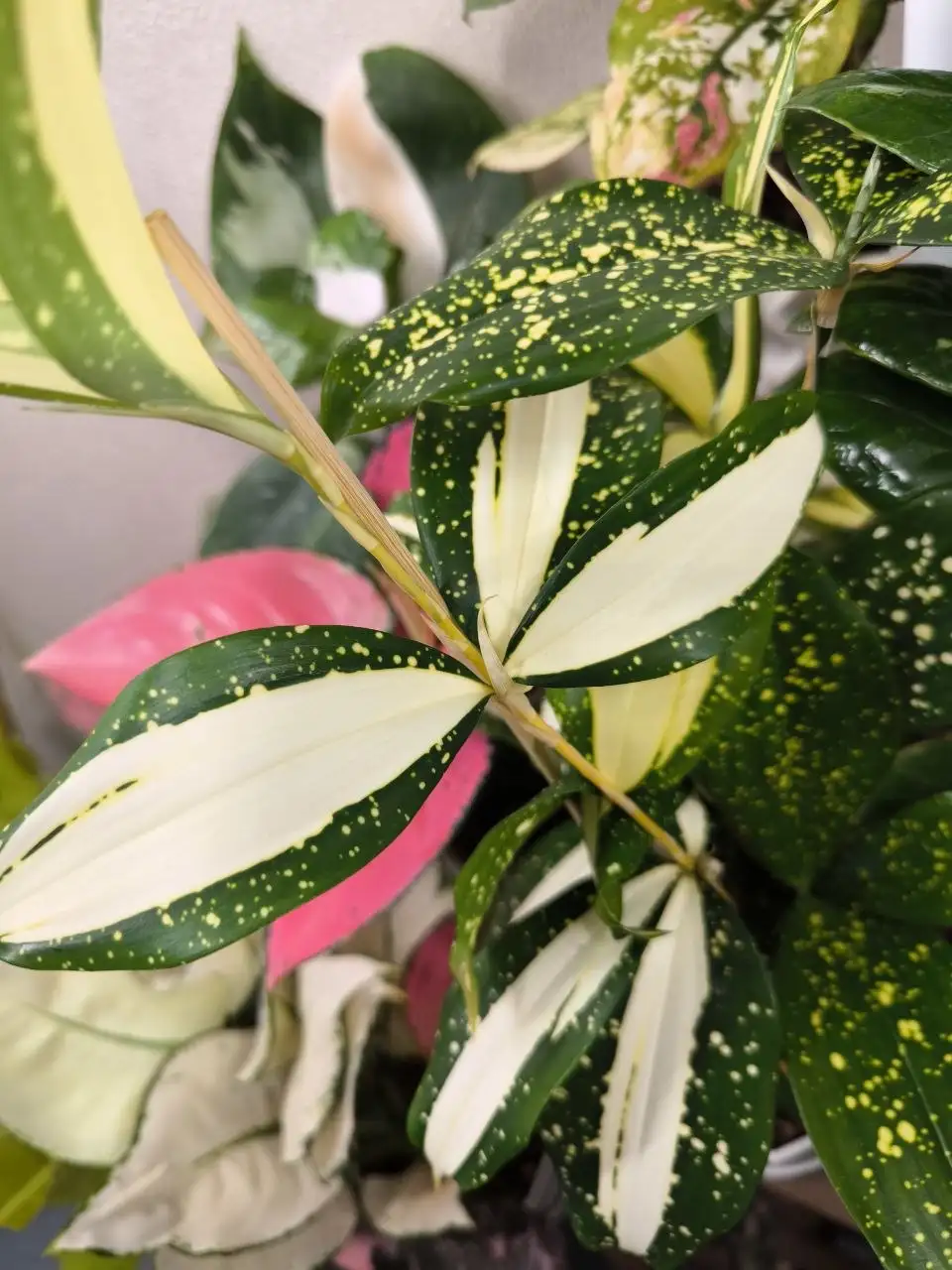 Продажа комнатных растений в Красноярске - Комнатные растения (Хобби и отдых) в Красноярск