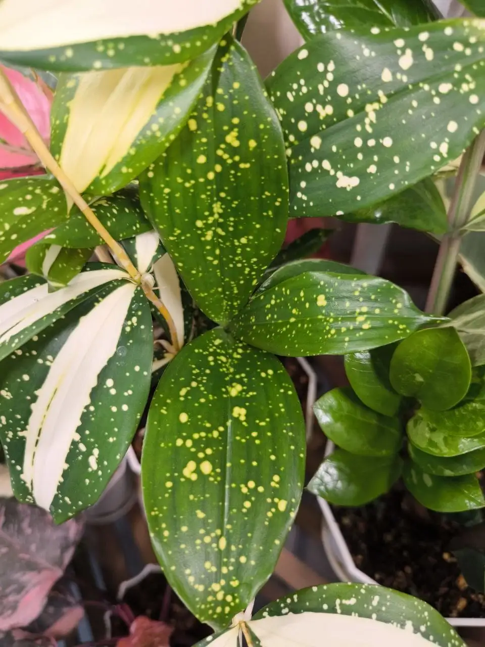 Продажа комнатных растений в Красноярске - Комнатные растения (Хобби и отдых) в Красноярск