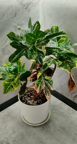 Кротон Экселент взрослый три макушки - Хобби и отдых в Красноярск