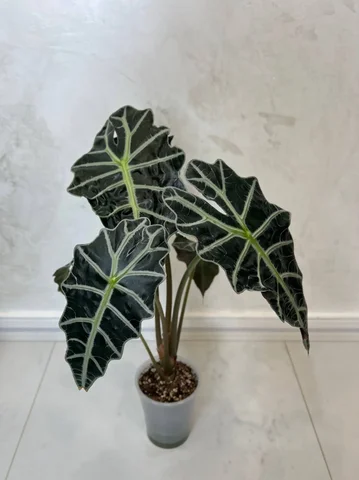 Алоказия Полли - Хобби и отдых в Красноярск