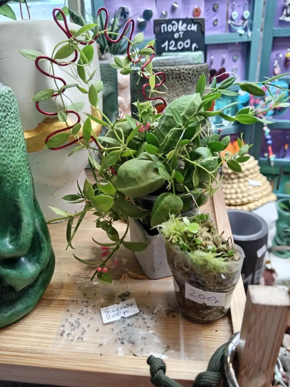 Мох сфагнум и семена дисхидии - Комнатные растения (Хобби и отдых) в Красноярск