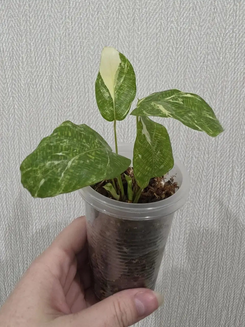 Продажа калатеи Network var. в Красноярске - Комнатные растения (Хобби и отдых) в Красноярск