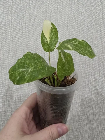 Продажа калатеи Network var. в Красноярске - Хобби и отдых в Красноярск