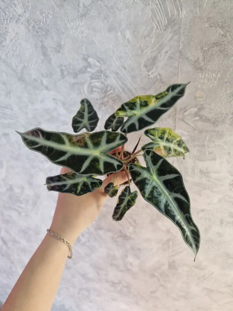 Продажа комнатных растений Алоказии - Комнатные растения (Хобби и отдых) в Барнаул