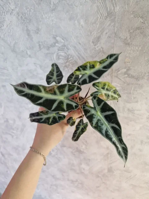 Продажа комнатных растений Алоказии - Спортивные товары в Барнаул